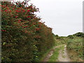 Fuchsia hedge outside Redruth