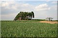 Near Tuddenham Corner, Suffolk