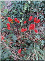 Cuckoo Pint berries