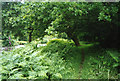 Buckland Monachorum: River Tavy above Denham Bridge