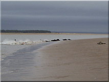 NO4920 : Seals on the Beach by Iain McDonald