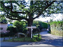 SX8756 : Waddeton oaktree by Richard Knights
