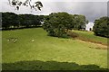 Sheep grazing, Midgley