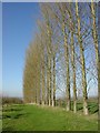 Poplar Trees, Machine Farm