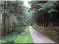 SN7282 : Forestry track, Llechwedd Gwinau by Nigel Callaghan
