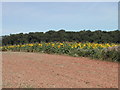 A field of Sunflowers