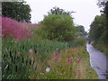 Bulrushes