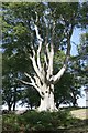 Mature Beech tree in Soarley Beeches