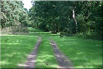 TL7269 : Woodland track near Herringswell by Bob Jones