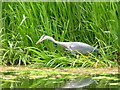 Heron at Billingham Beck Country Park