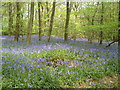 Bluebells  in Abbots Wood