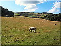 Sheep below Barks Crag