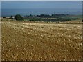 Barley, Longloch.