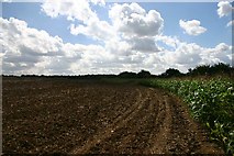 TL7360 : Field near Dunstall Green by Bob Jones