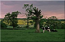 TQ2899 : Farmland off The Ridgeway, Enfield by Christine Matthews