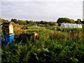 Allotments off Perne Road