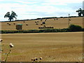 Moving straw bales at Eaton Constantine using tractor