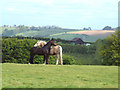 Contented horses