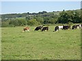 Cattle grazing on the River Otter flood plain