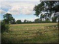 Pasture at Naunton Beauchamp