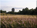 Wild Grasses and Tower Blocks