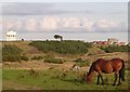 Water Tower plus Horse