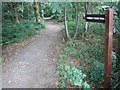 Norsey Woods, Billericay