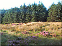 SE0845 : Sike Head, Plantation, Rombalds Moor by David Spencer