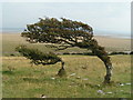 SD3973 : Windblown trees, Humphrey Head by Dave Dunford