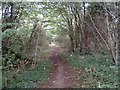 Woodland on the Cuckoo Way