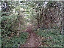 SK4478 : Woodland on the Cuckoo Way by Tim Marchant