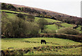 South Tawton: below Cosdon Hill