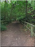 SJ6785 : Woodland Path by Dave Smethurst