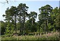 Pine Trees at Auchnacraig