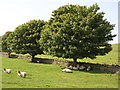 Sheep hiding under a tree