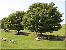 NS5075 : Sheep hiding under a tree by Chris Upson