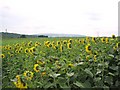 SO9245 : Sunflowers near Defford by Dave Bushell