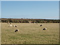 Sheep pasture at St Eval