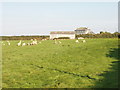 Tregidier farm and sheep near St Merryn