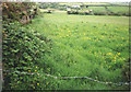 Buttercup meadow north of Mithian