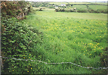 SW7451 : Buttercup meadow north of Mithian by Elaine Hamby