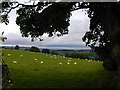 Wet welsh sheep on a september day.