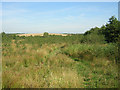 Amberswood Community Woodland