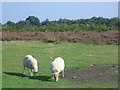 SO6478 : Welsh Mountain sheep, Catherton Common. by Richard Webb