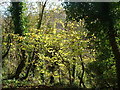 Woods at the top of Membland Hill