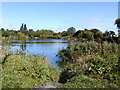 Angling Club pond near Sherburn in Elmet