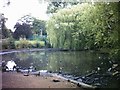 Ponds at Foglane Park