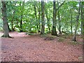 Boundary bank on Fyning Common, Rogate, West Sussex