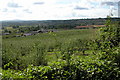 Apple Orchards at Putley