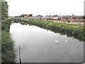 Swans on the River Tone